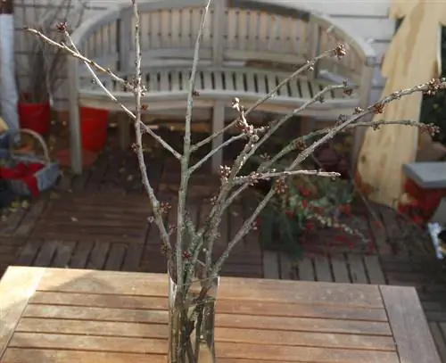 Поставьте ветки барбары в вазу