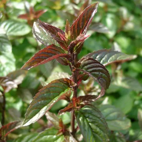 Мята перечная Mentha spicate Black Spearmint