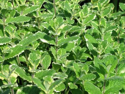 Ананасовая мята (Mentha suaveolens 'Variegata')