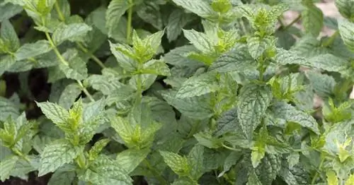 Мятный или мятный? Маленькие различия