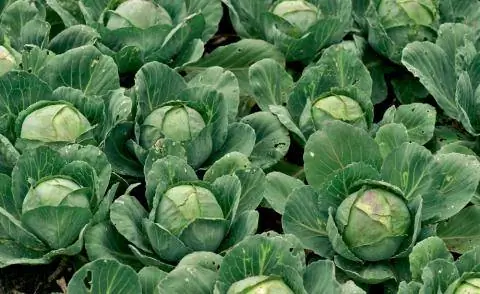 Белокочанная капуста Brassica oleracea