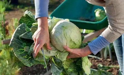 Урожай белокочанной капусты