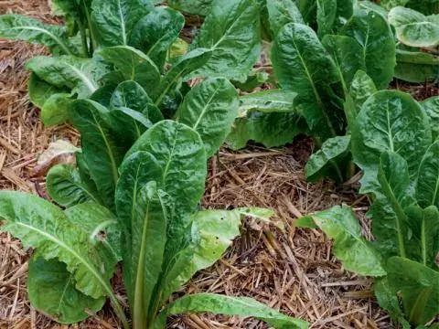 Мульча защищает почву