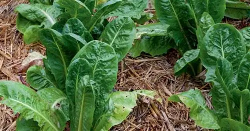 Сделать грядки зимостойкими: вот как это работает