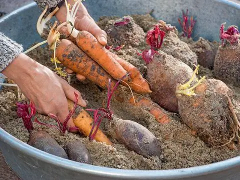 Влажный песок