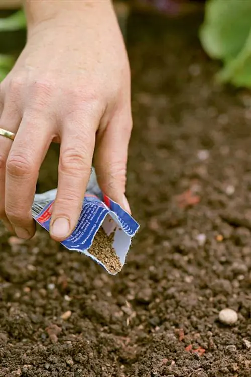 морозный посев