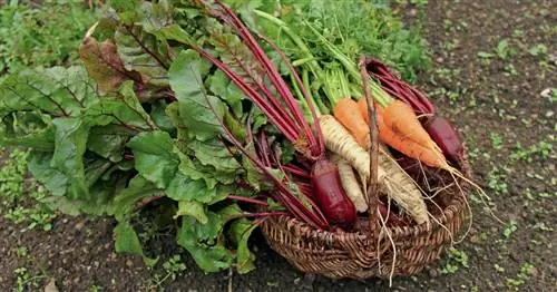 Репа: сокровища из подземелья