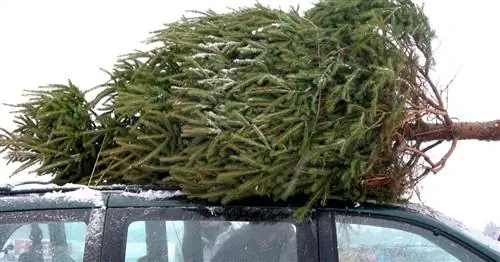 Юридические вопросы о рождественской елке