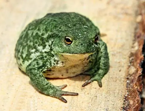 обыкновенная жаба