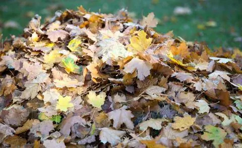 куча листьев