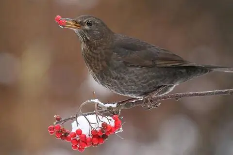 Рябина с птицей