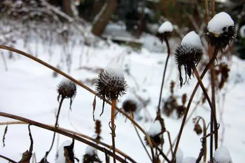 фиолетовые эхинацеи зимой