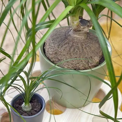 Слоновья нога (Beaucarnea recurvata)