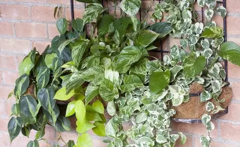 Efeutute с разным цветом листьев