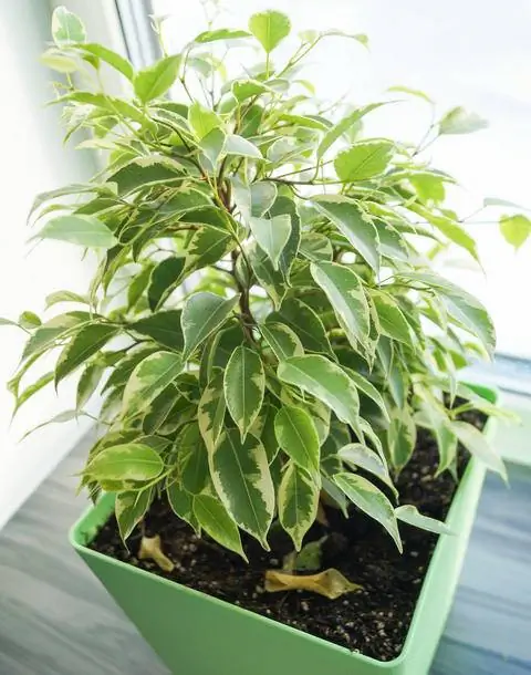 Плачущий инжир (Ficus benjamina)