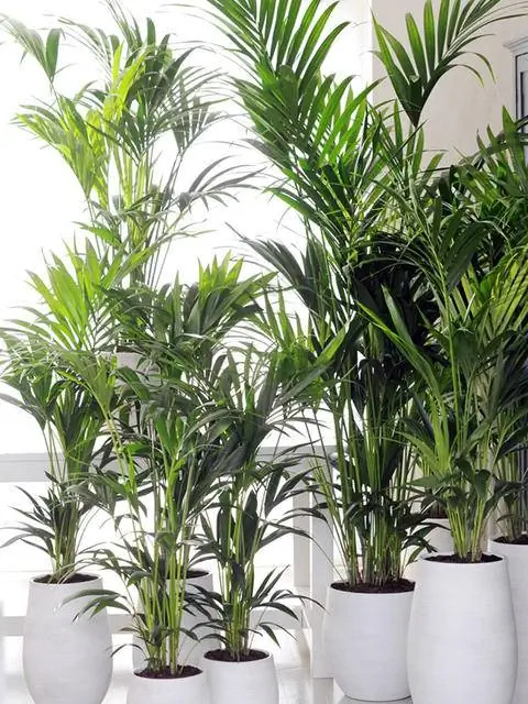 Кентийская пальма (Howea forsteriana)