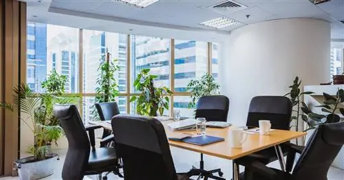 Офисные растения: 10 лучших видов для офиса