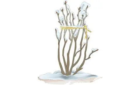 Защитите кустовые пионы от падающего снега