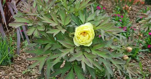 Подготовка пионов к зиме