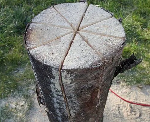 Распиленный ствол дерева для шведского костра