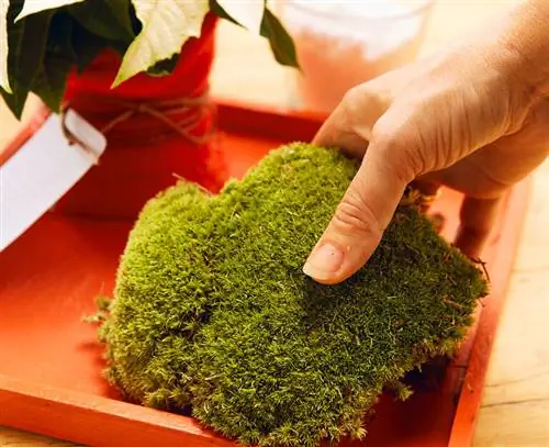 Выложите поднос с обивочным мхом