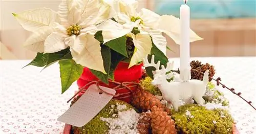Креативная идея: Рождественская композиция с пуансеттией