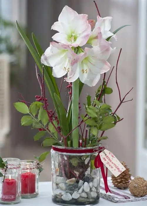 Амариллис в каменной банке, украшенный вечнозелеными ветвями.