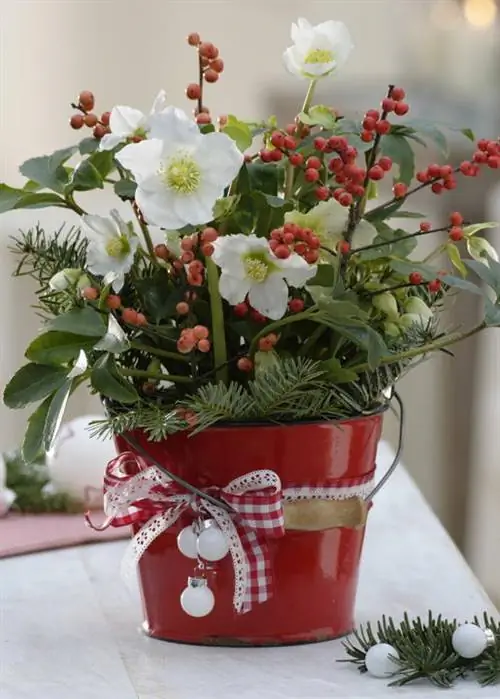 Рождественская роза, украшенная веточками в красном горшке