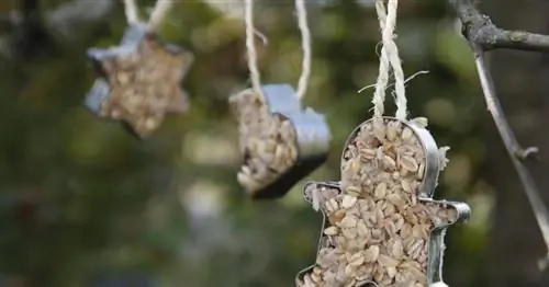 Сделайте свой собственный жирный корм для птиц: вот как