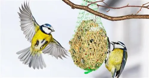 Наше сообщество уже заметило этих птиц в саду