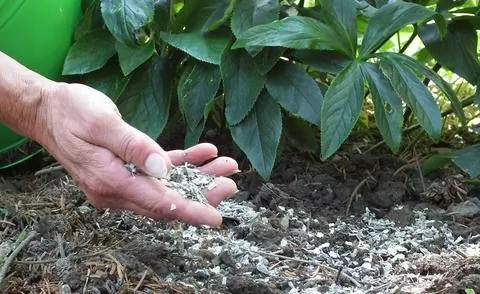 Удобряйте рождественские розы роговой стружкой.