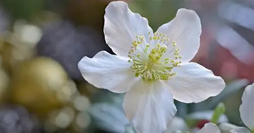 10 советов для великолепных рождественских роз