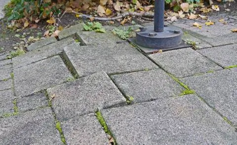 плиты, поднятые корнями деревьев