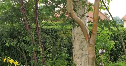 Спор о деревьях на границе сада