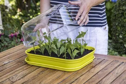 Черенки в мини теплице