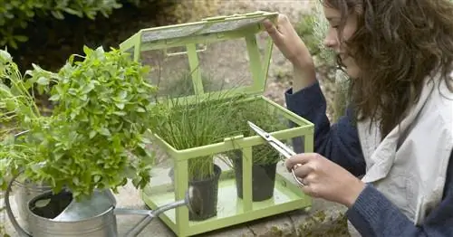 Экономия места + практичность: мини-теплицы