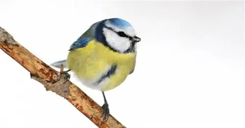 В кормушке ничего не происходит: где садовые птицы?