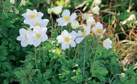 Ветреница большая (Anemone sylvestris)