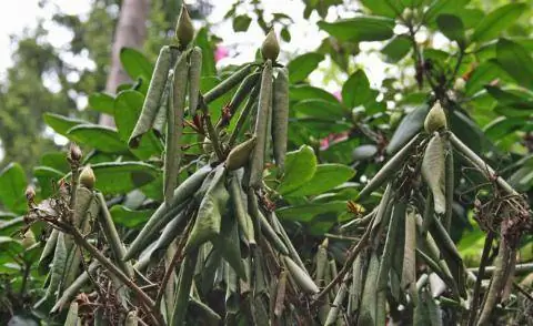 Фитофтороз Рододендрон