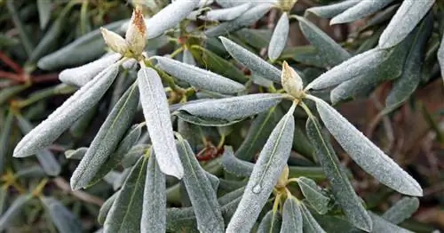 Почему рододендроны скручивают листья на морозе