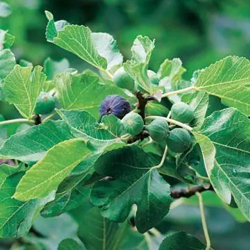 Инжир на дереве