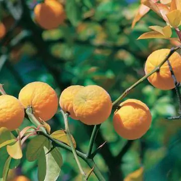 Понцирус трехлистный