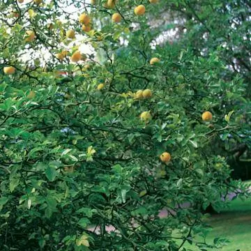 желтый горький апельсин