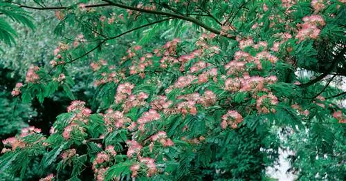 Выносливые экзотические растения для сада