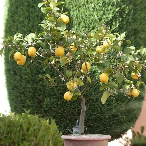 Цитрусовое растение в горшке