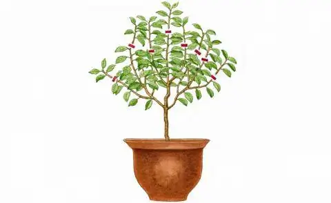 Вырезать цитрусовые