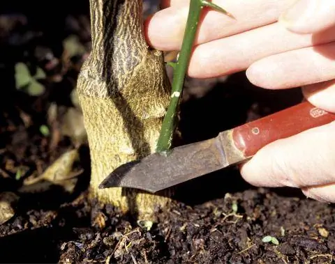 Удалить дикие побеги с лимонного дерева