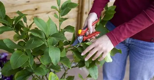 Правильно обрежьте лимонное дерево