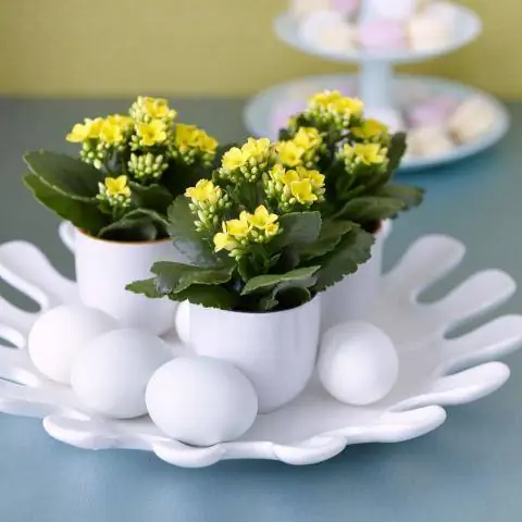 Желтоцветущий каланхоэ