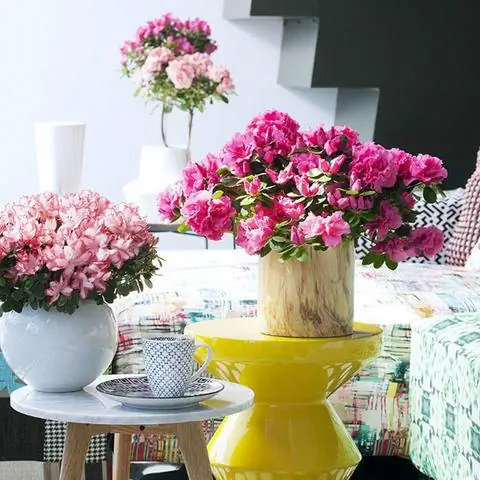 Розовые азалии в горшках